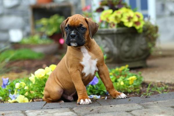 Dog Breeds: Taking Care Of A Boxer Dog