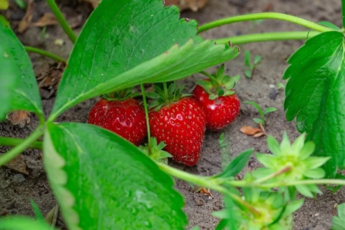 strawberry varieties for sale